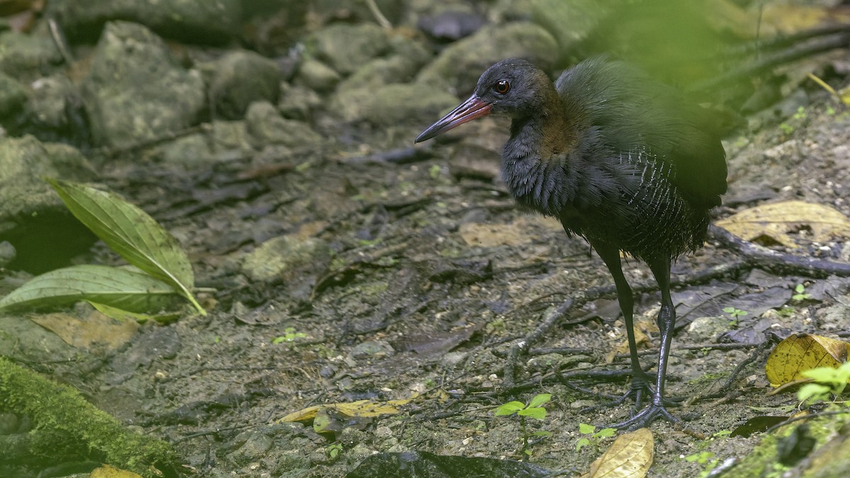 Snoring Rail - ML644139561