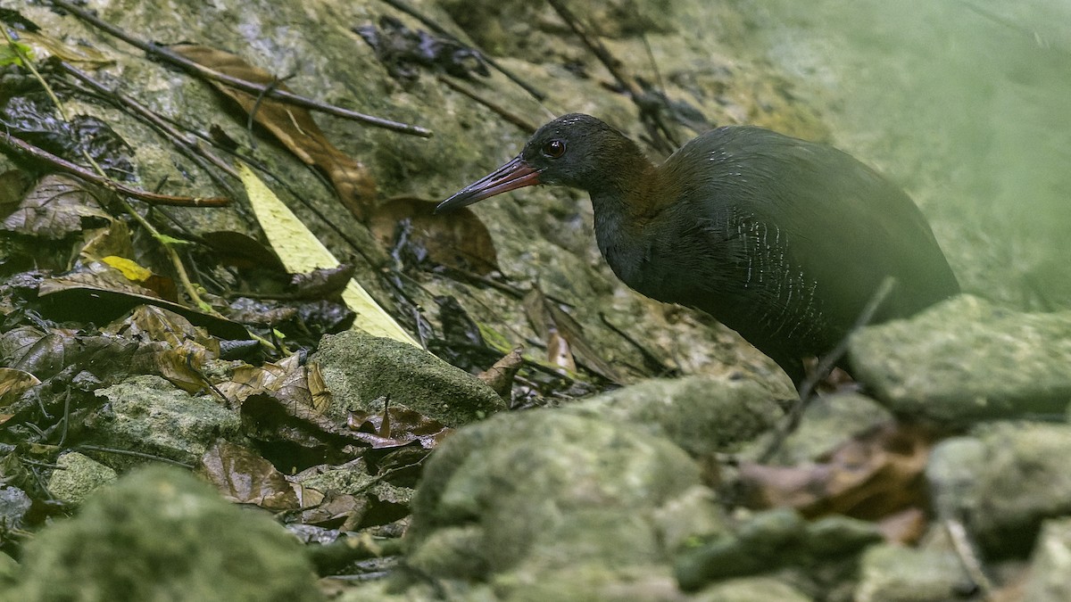 Snoring Rail - ML644139564