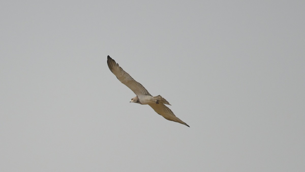 Beaudouin-Schlangenadler - ML644139566