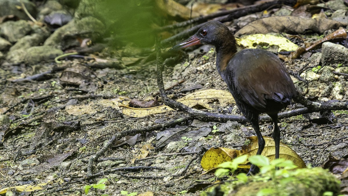 Snoring Rail - ML644139573