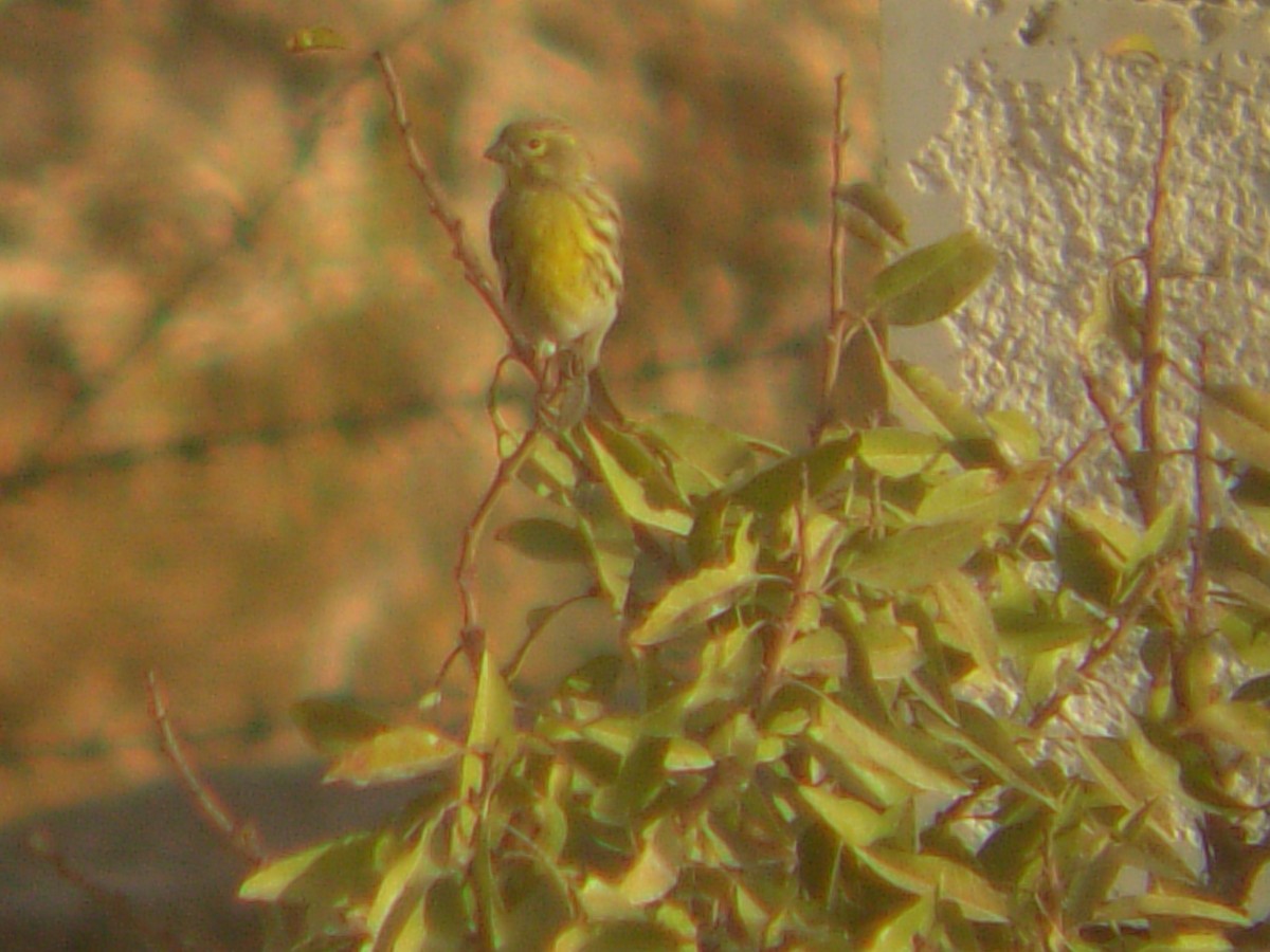 European Serin - ML644139574