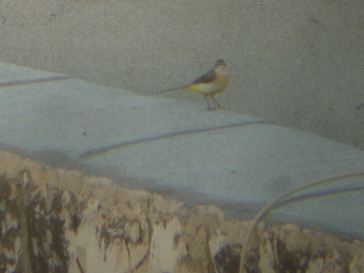 Gray Wagtail - ML644139588