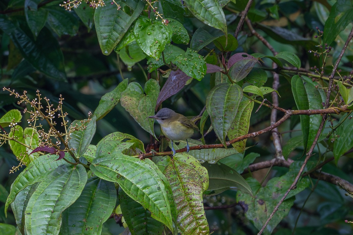 Yellow-green Vireo - ML644139595