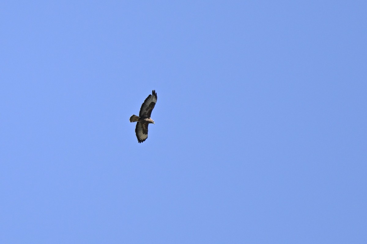 Mäusebussard - ML644139606