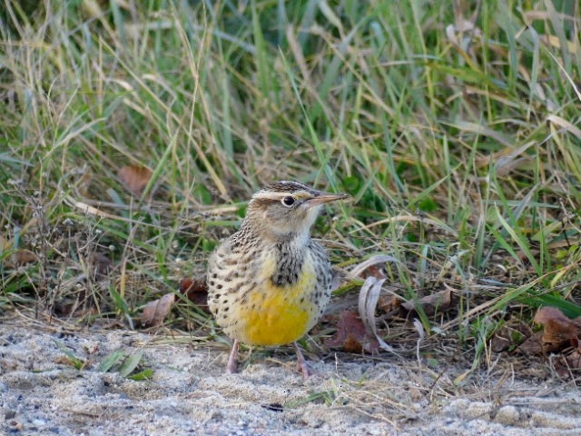 prærielerketrupial - ML644139609