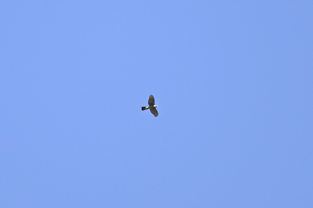 Sperber - ML644139611