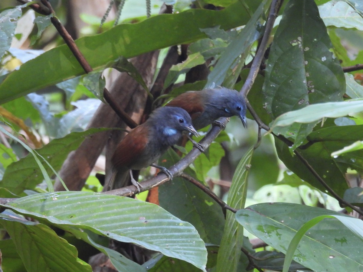 Gray-hooded Babbler - ML644139635