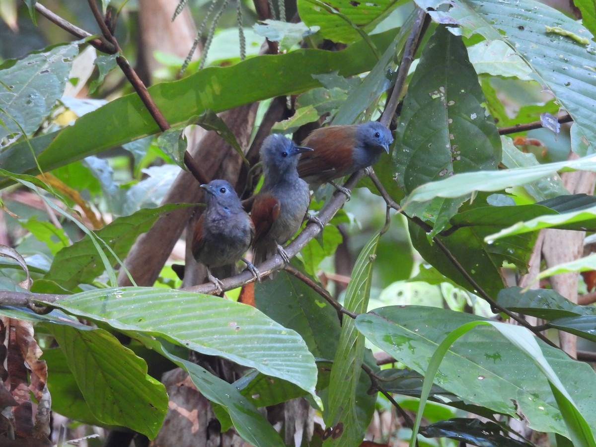 Gray-hooded Babbler - ML644139636