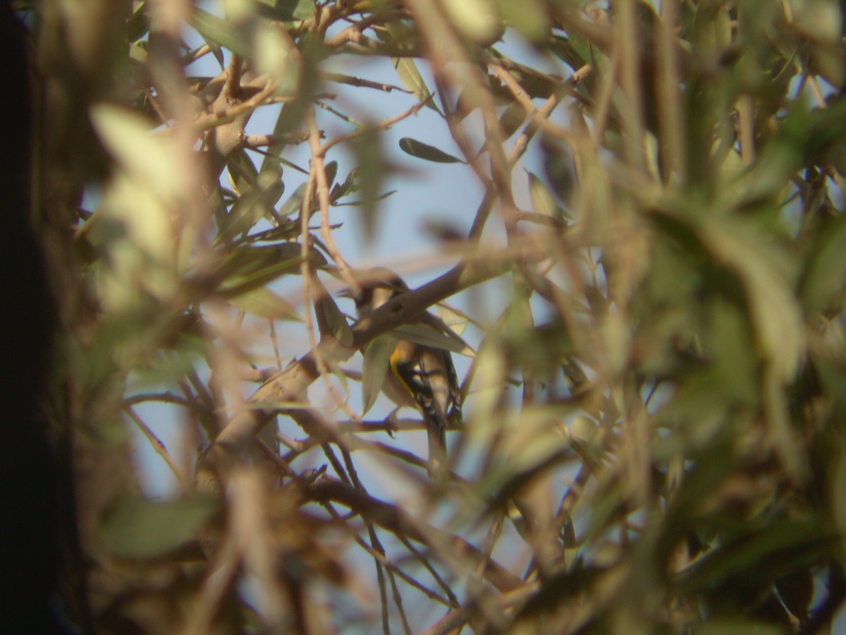 European Goldfinch - ML644139641