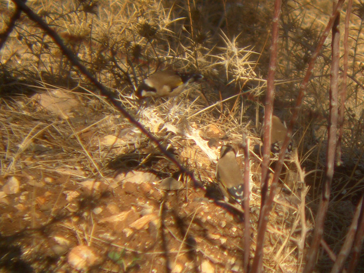 European Goldfinch - ML644139642