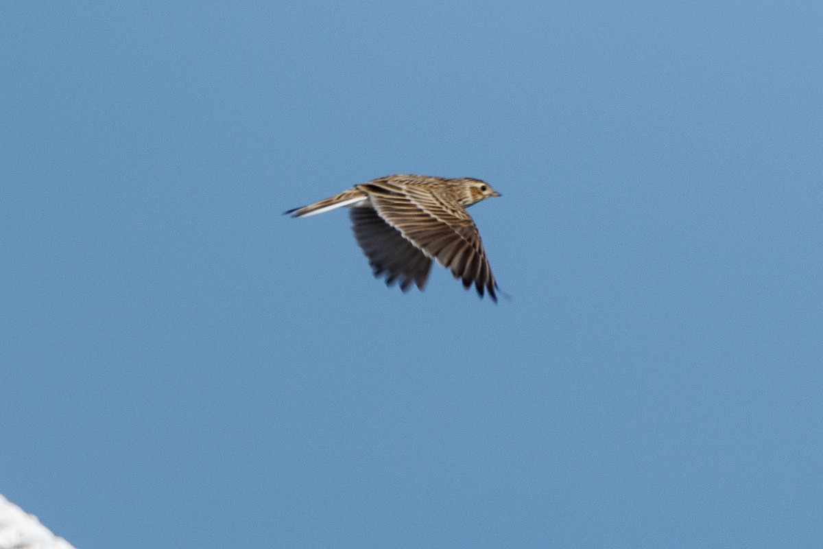 Eurasian Skylark - ML644139653