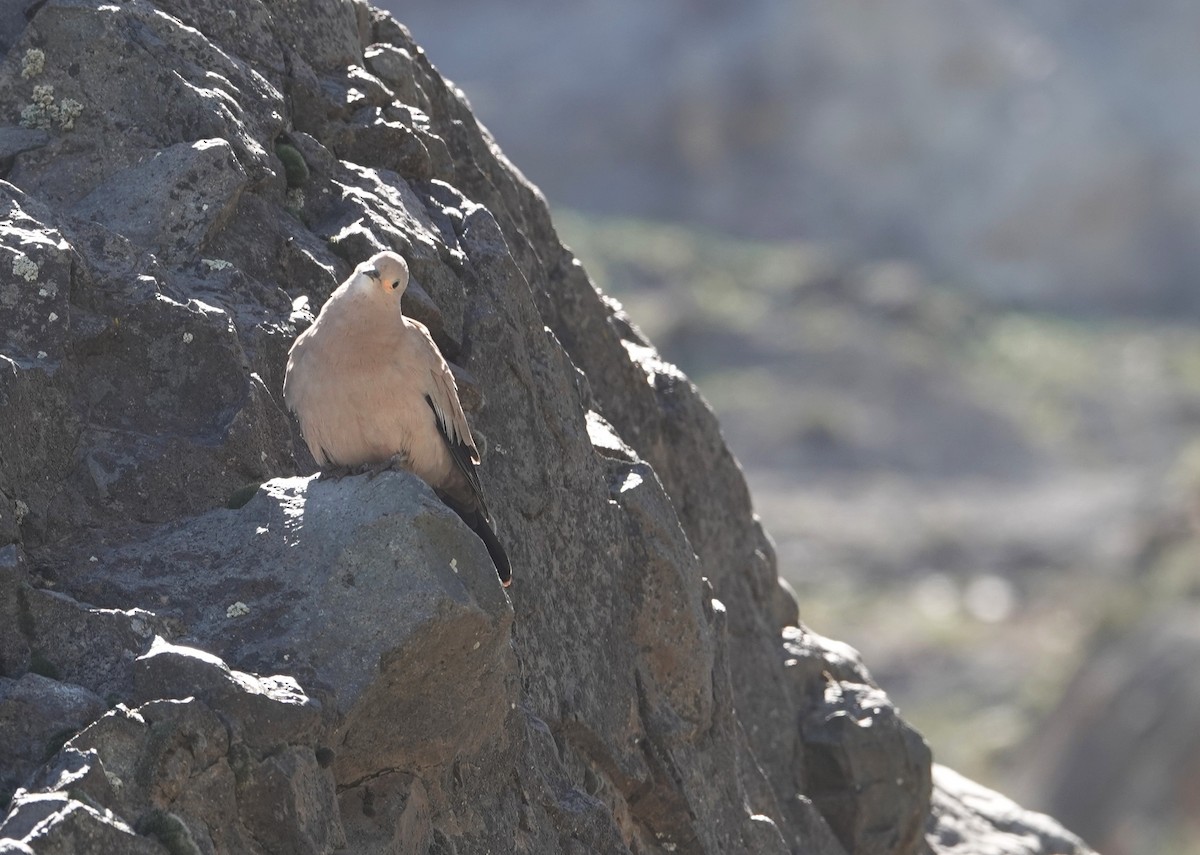 Black-winged Ground Dove - ML644139658