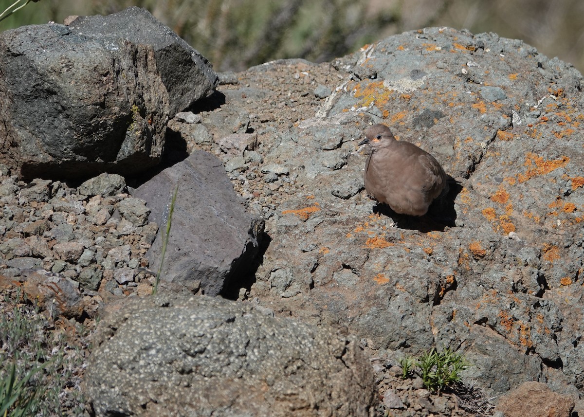 Black-winged Ground Dove - ML644139659