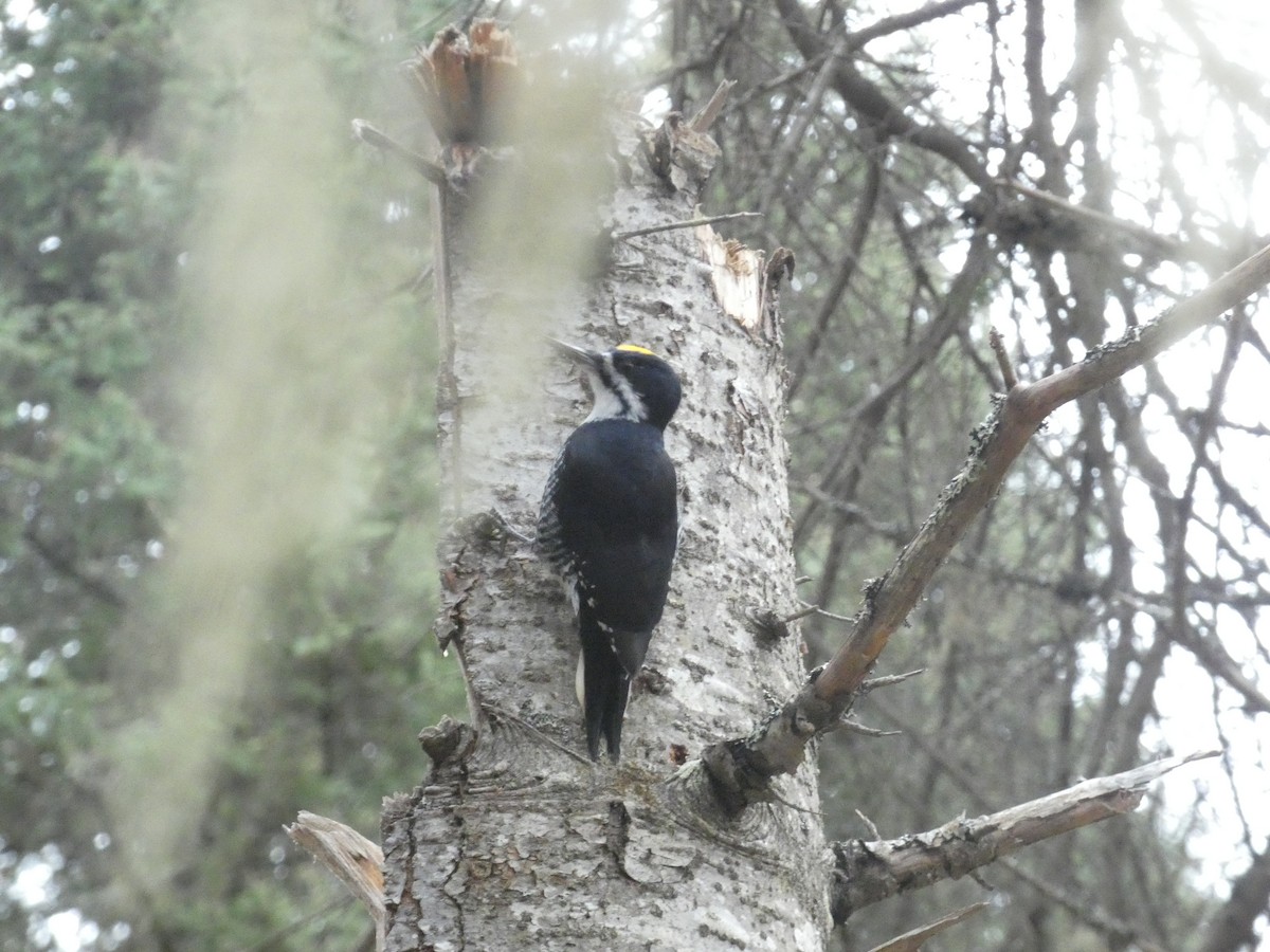 Black-backed Woodpecker - ML644139667