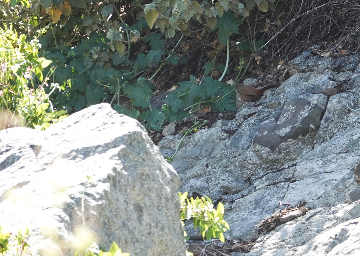 チリーカマドドリ - ML644139676