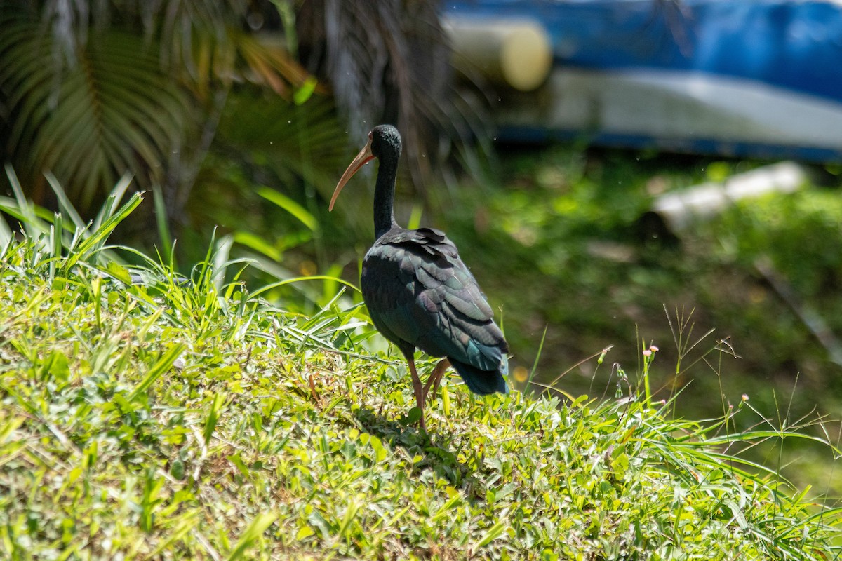 Bare-faced Ibis - ML644139691