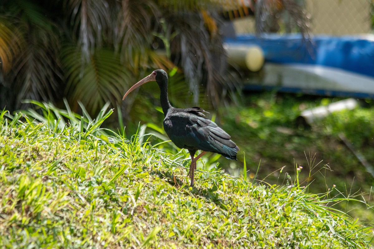 Bare-faced Ibis - ML644139693