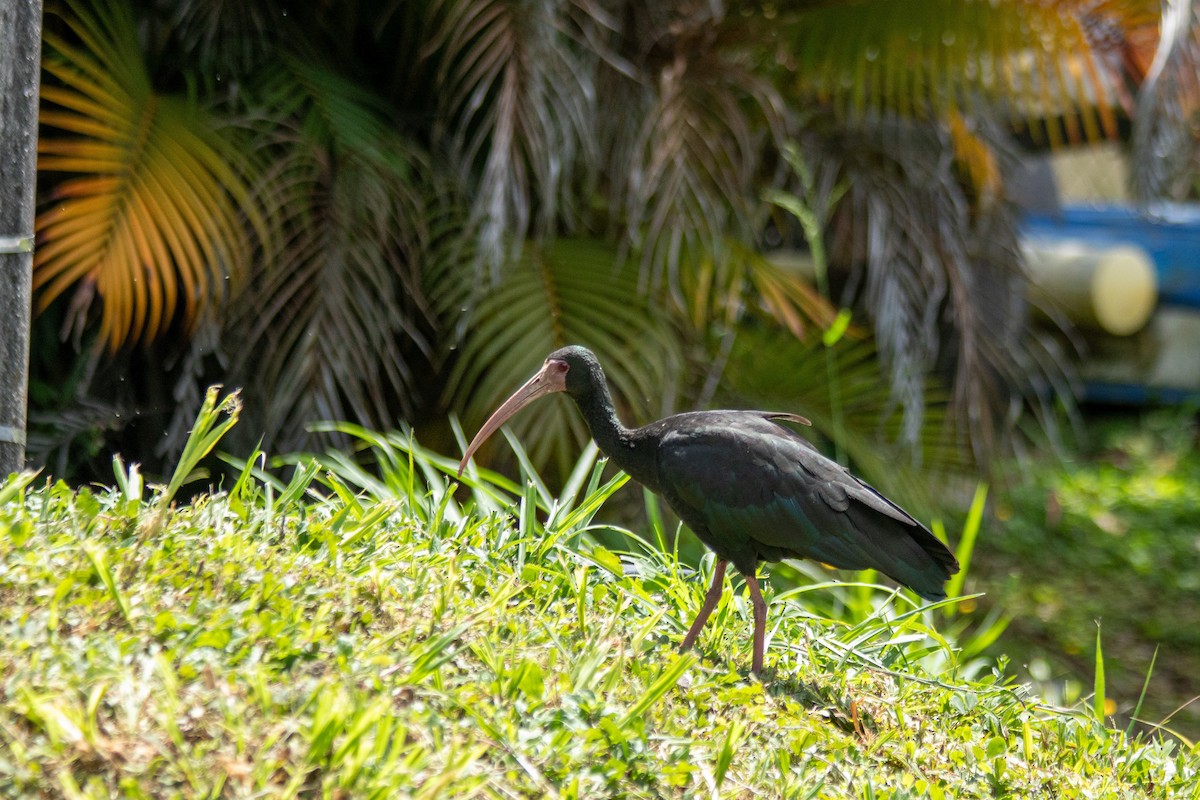 Bare-faced Ibis - ML644139694