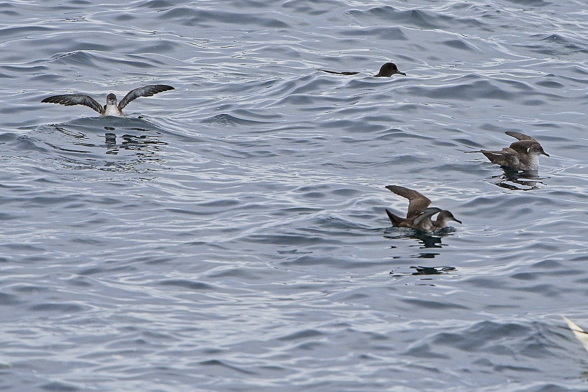 Balearic Shearwater - ML644139698