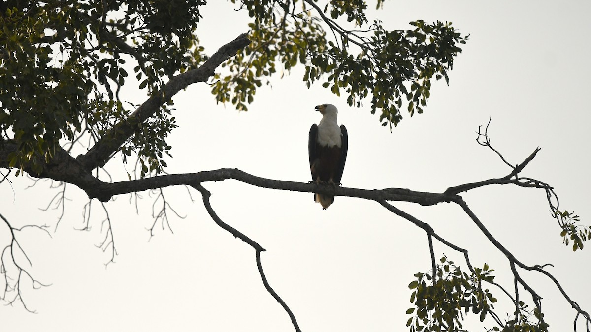 Schreiseeadler - ML644139703