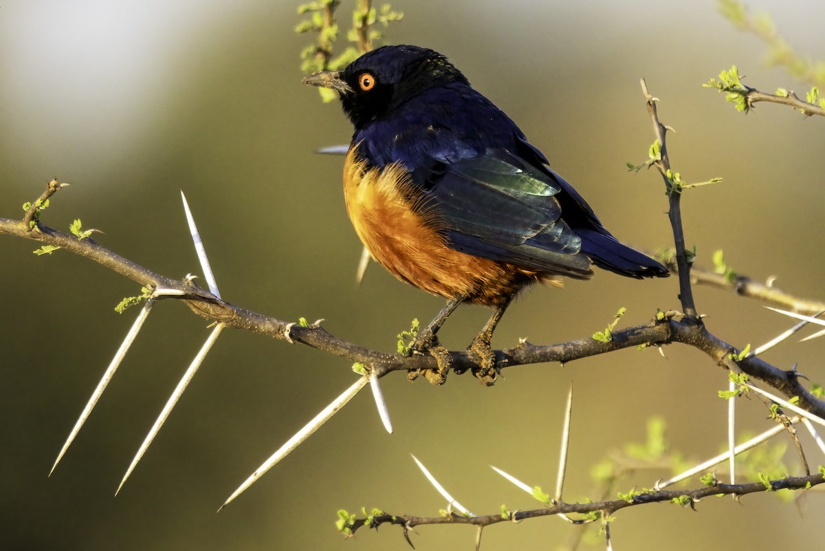 Hildebrandt's Starling - ML644139706