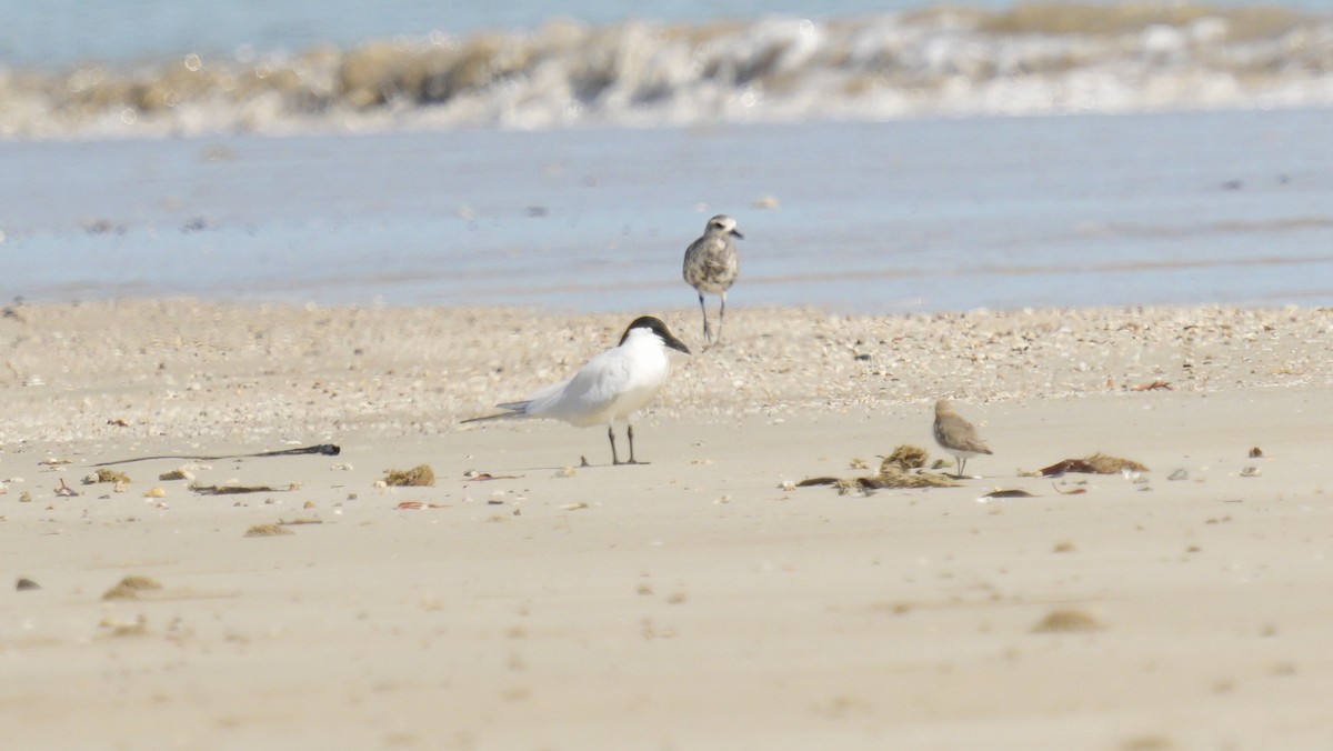 Australian Tern - ML644139712