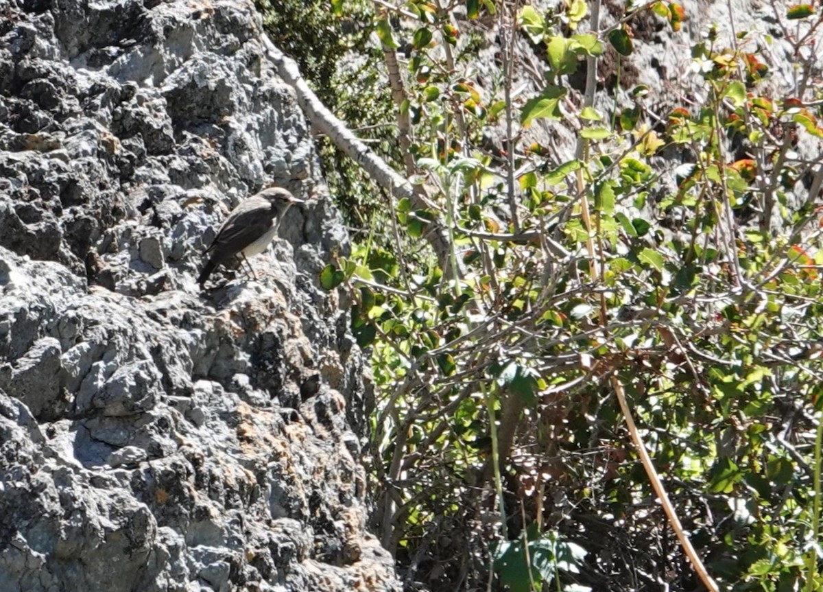 Spot-billed Ground-Tyrant - ML644139715