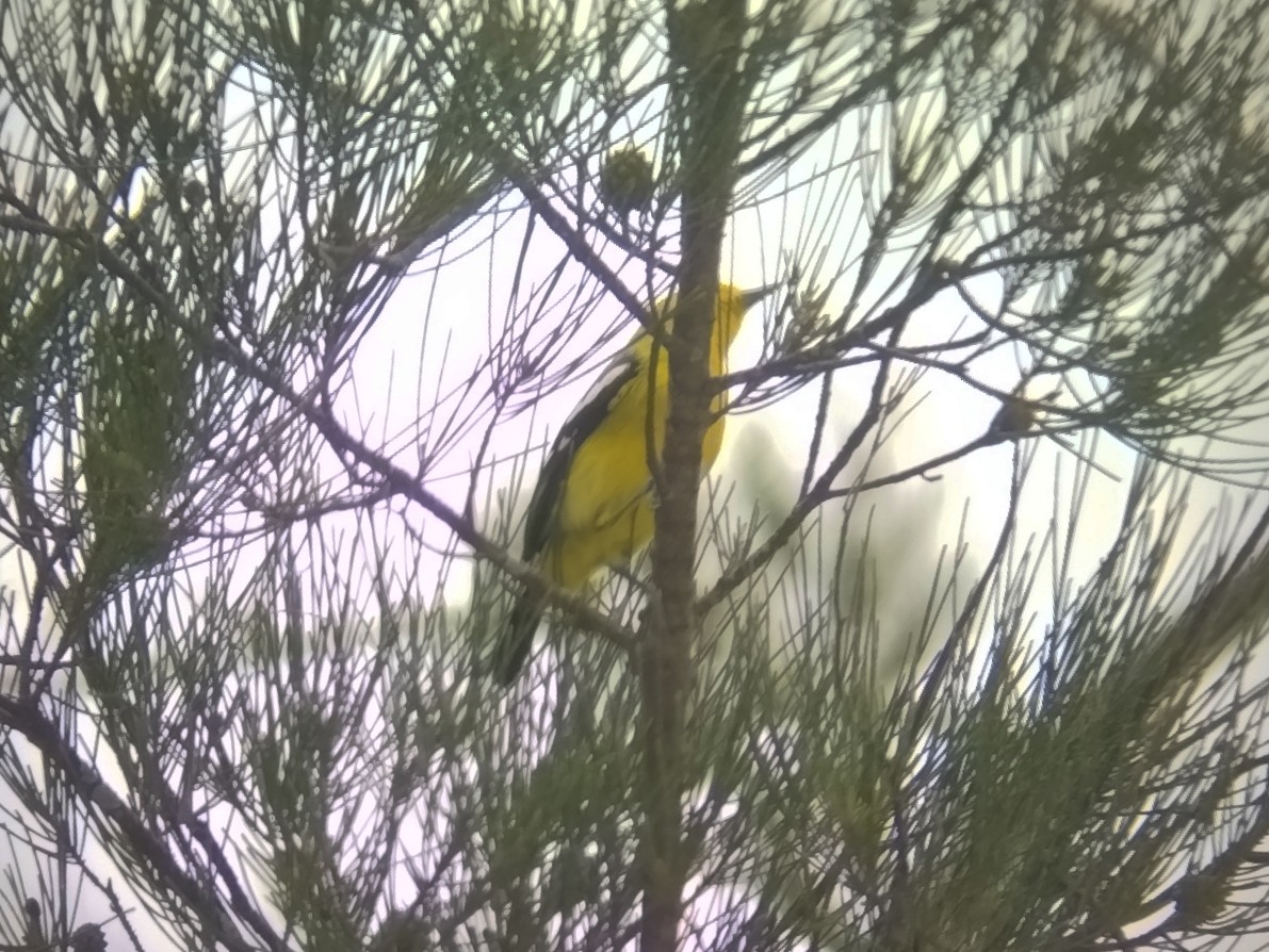 Common Iora - ML644139757