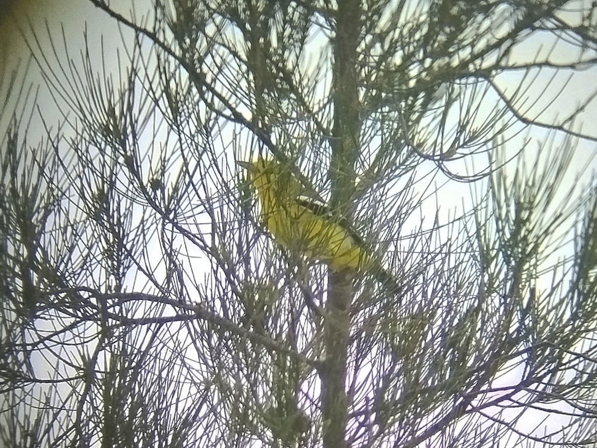 Common Iora - ML644139758