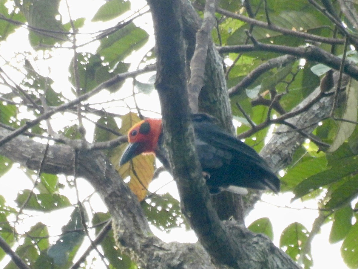 Bornean Bristlehead - ML644139762