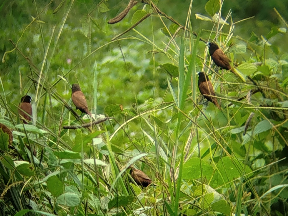 Chestnut Munia - ML644139801