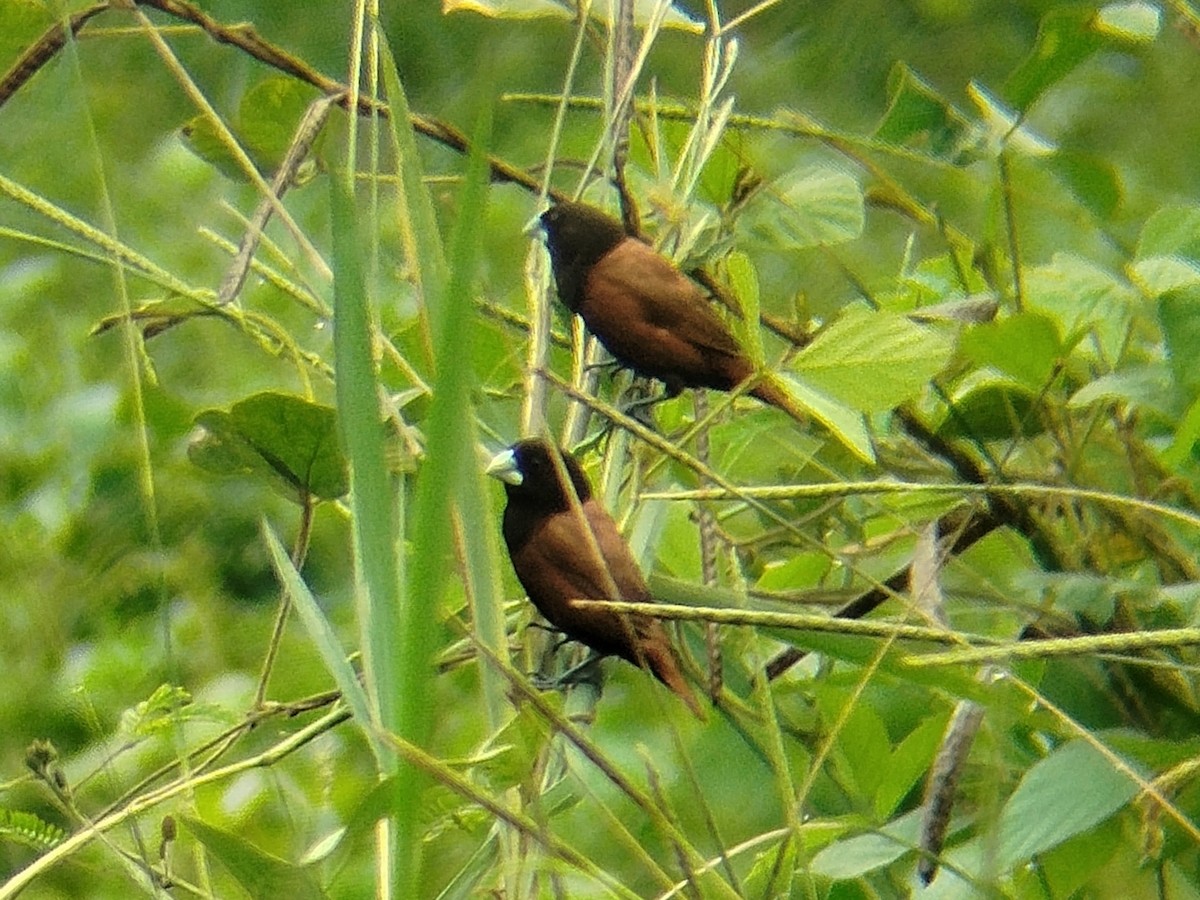 Chestnut Munia - ML644139803