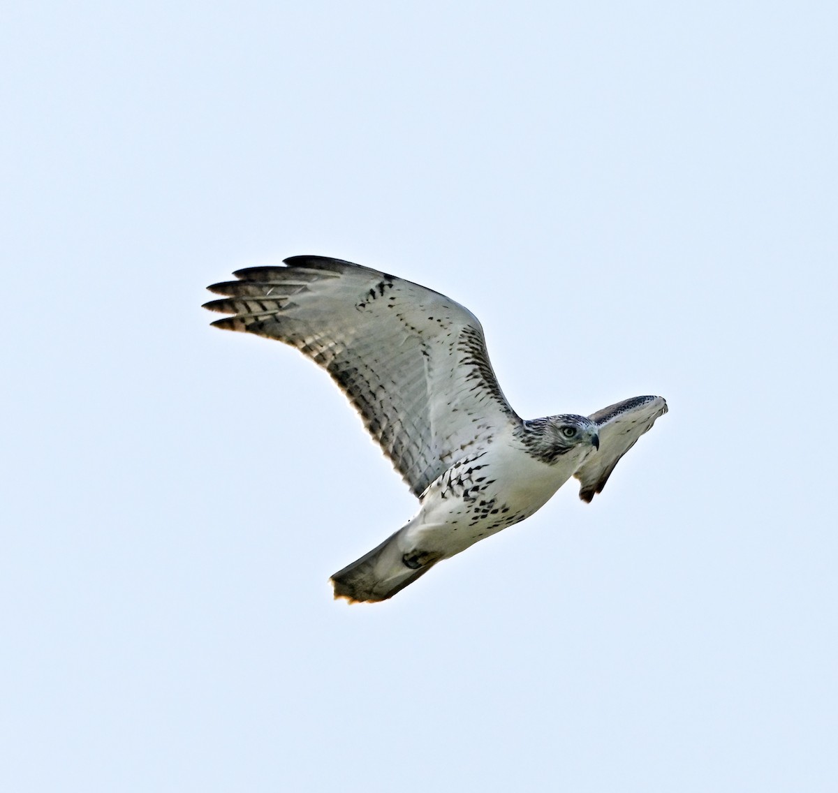 Red-tailed Hawk - ML644139804