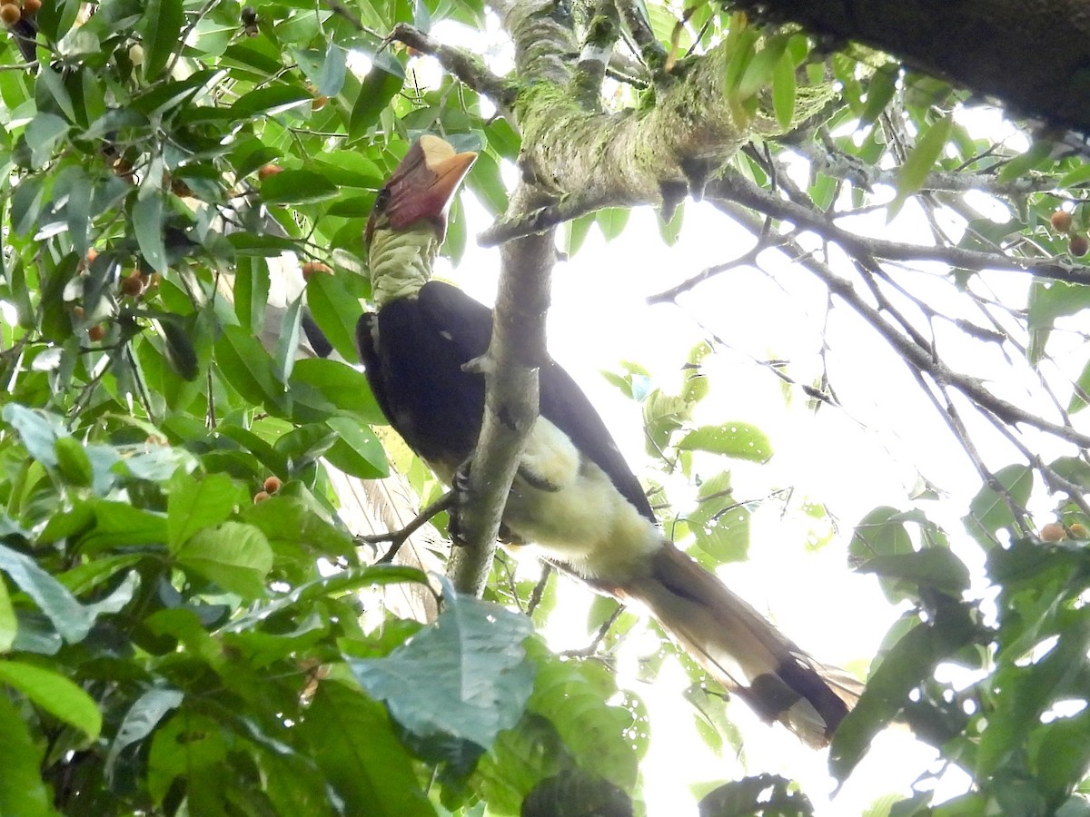 Helmeted Hornbill - ML644139806