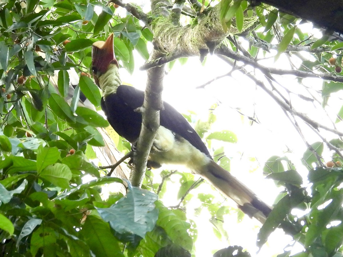 Helmeted Hornbill - ML644139807