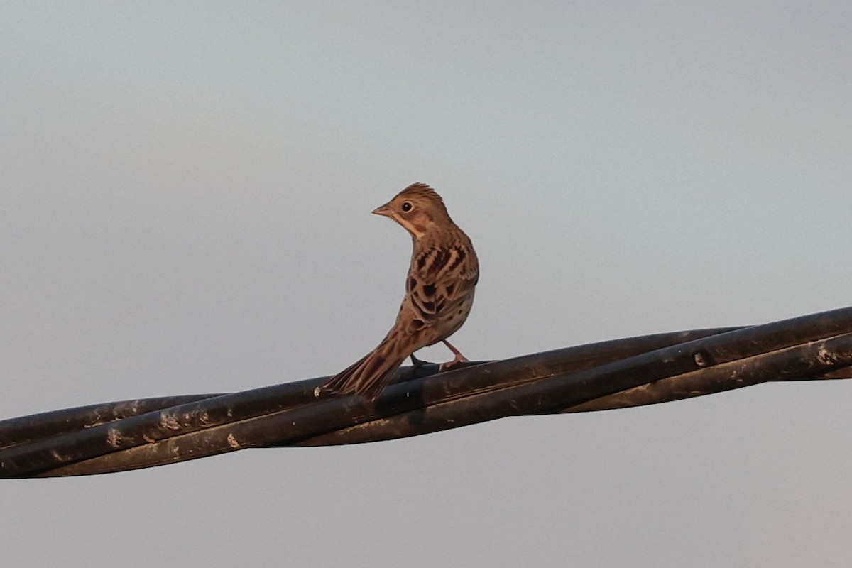 Шар нүдэн хөмрөг - ML644139811