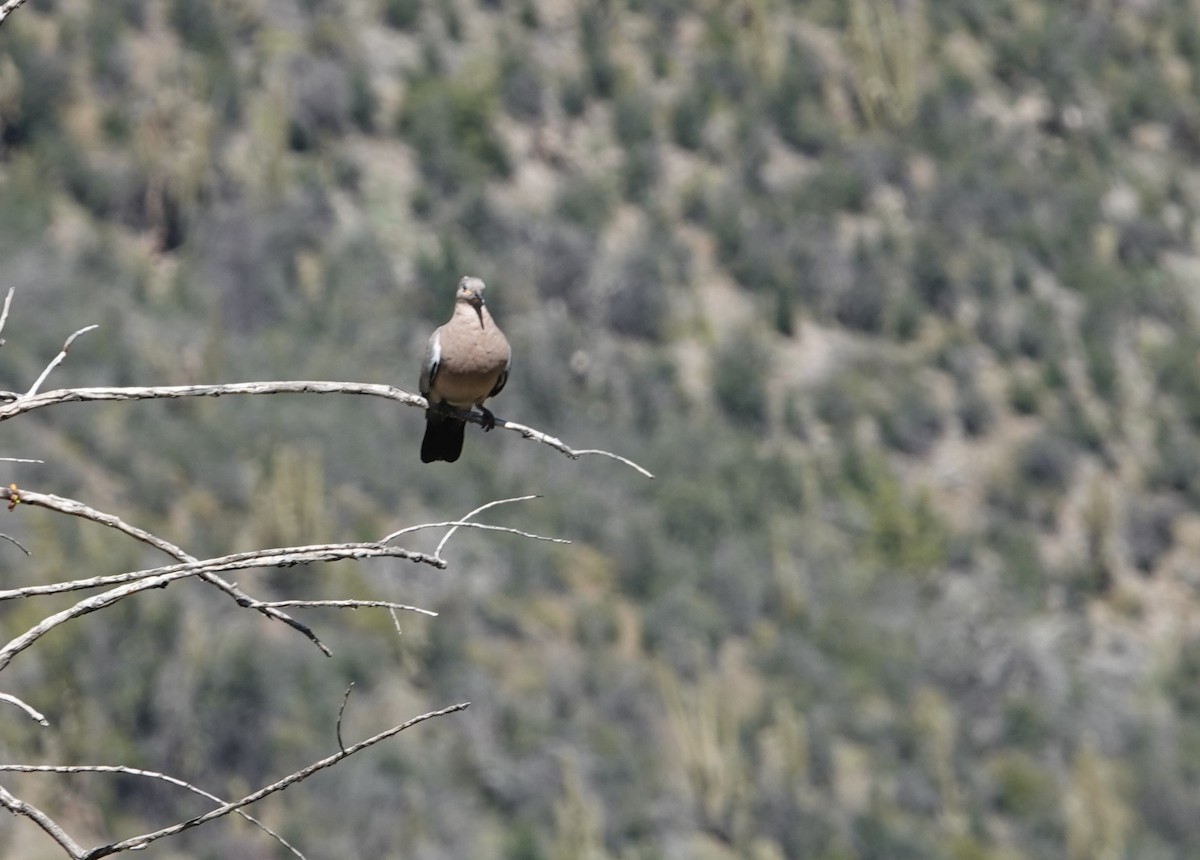 Black-winged Ground Dove - ML644139814