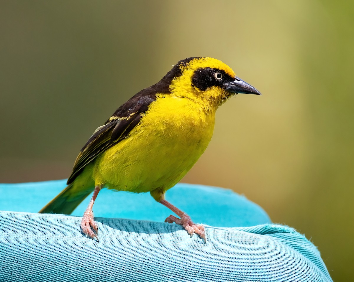 Tejedor Baglafecht - ML644139816