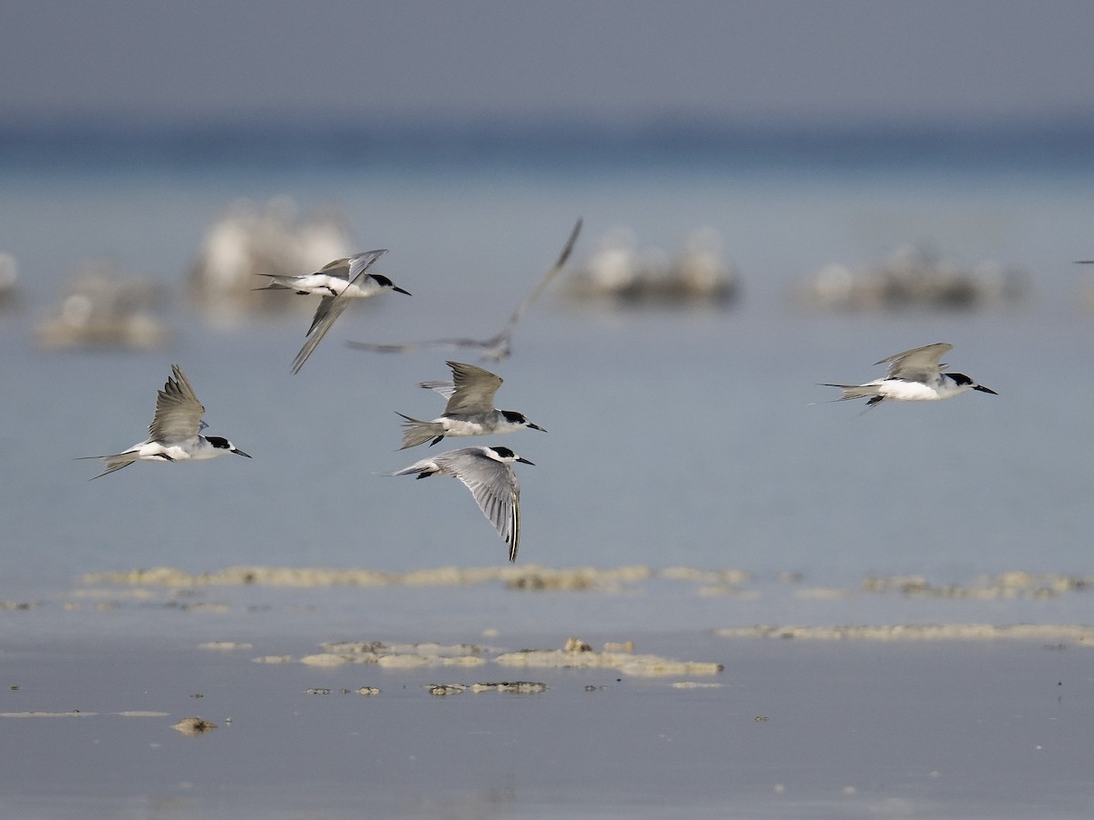 White-cheeked Tern - ML644139820