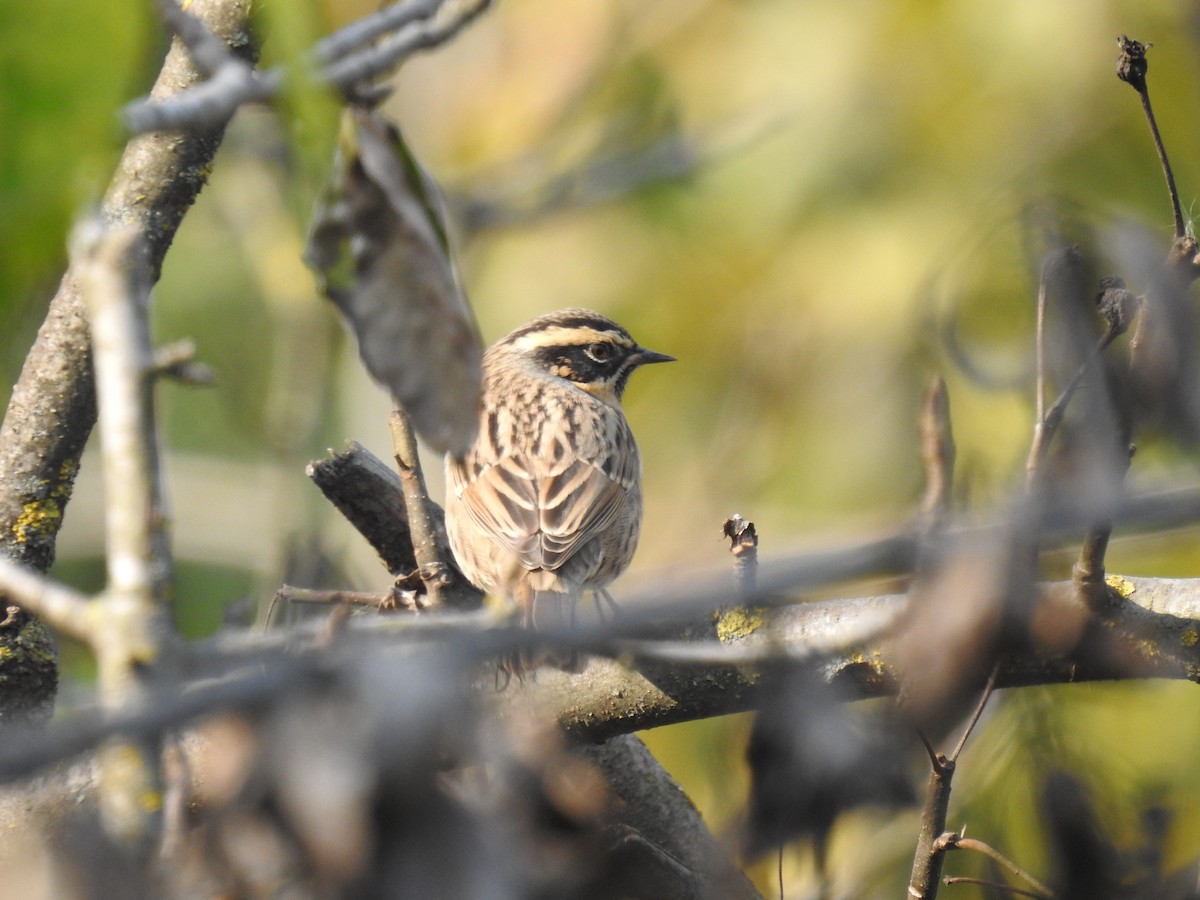 ノドグロイワヒバリ - ML644139836