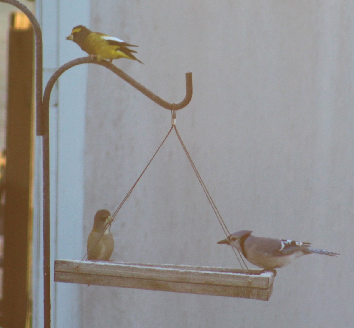 Evening Grosbeak - ML644139837