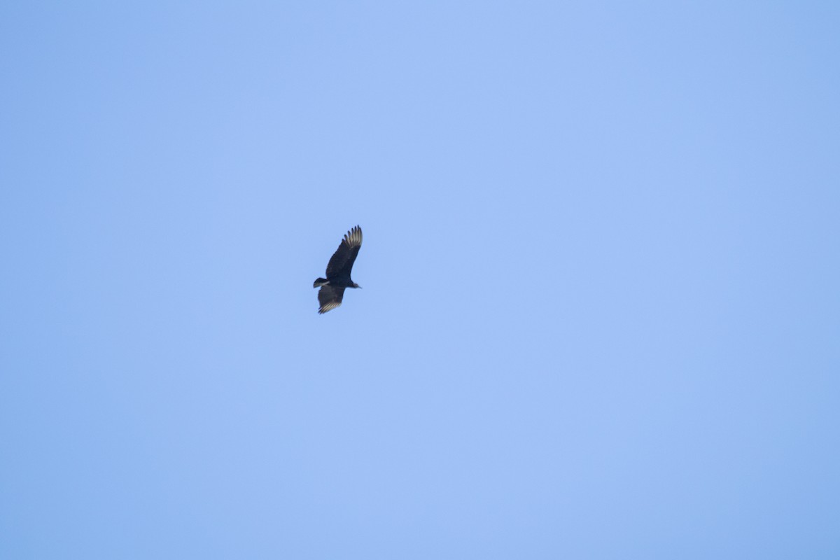 Black Vulture - ML644139839