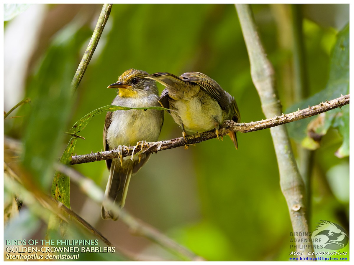 Golden-crowned Babbler - ML644139850