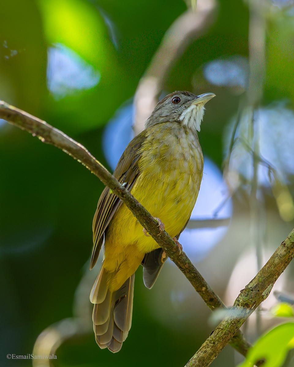 Grauwangenbülbül - ML644139852