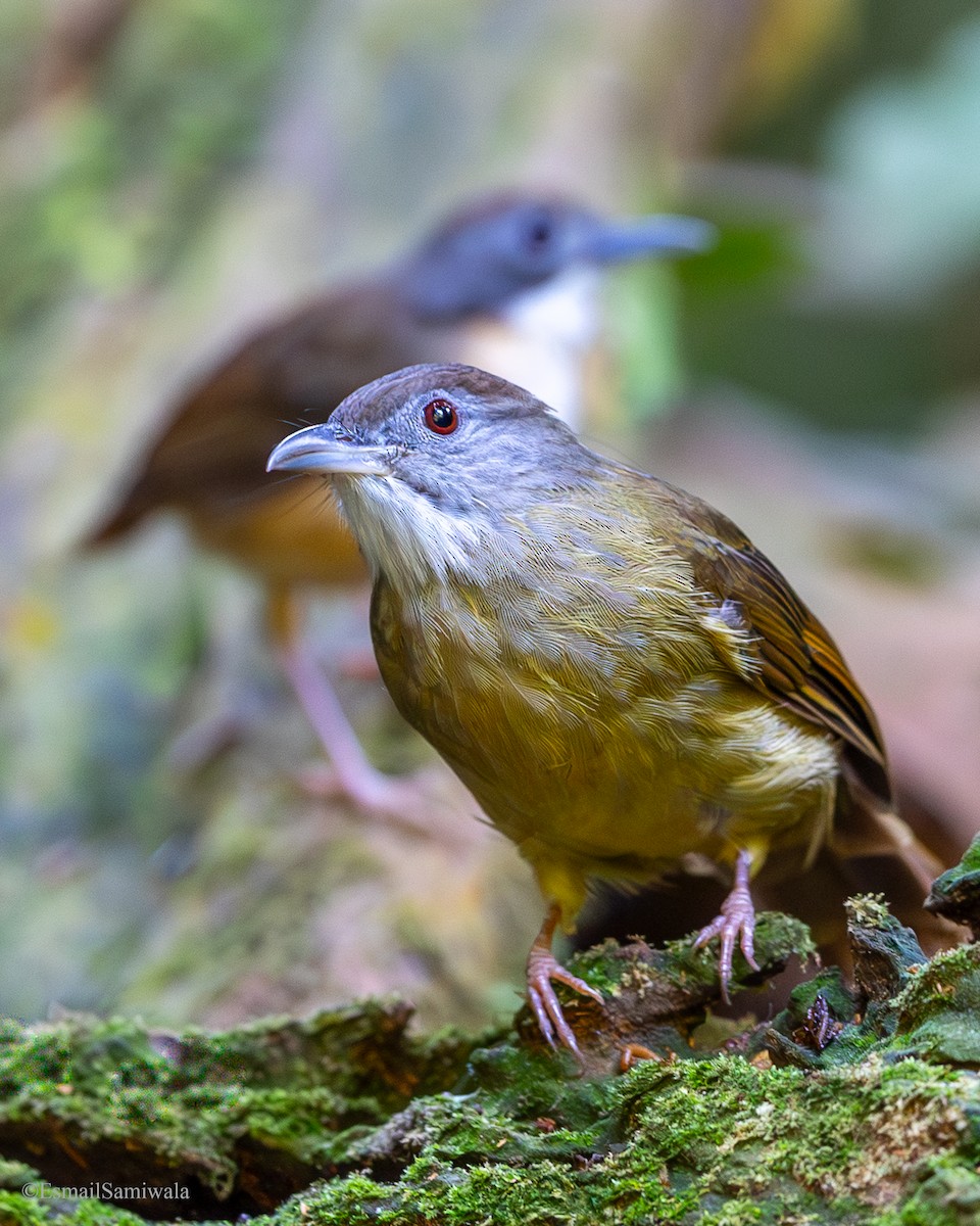 Grauwangenbülbül - ML644139853