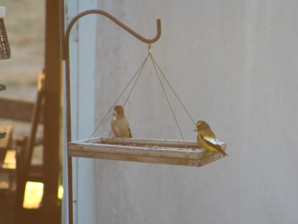 Evening Grosbeak - ML644139858
