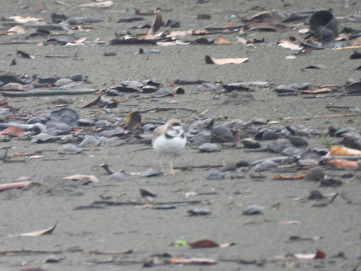 Collared Plover - ML644139860