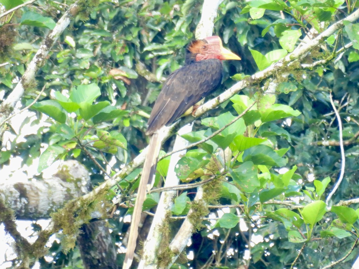 Helmeted Hornbill - ML644139864