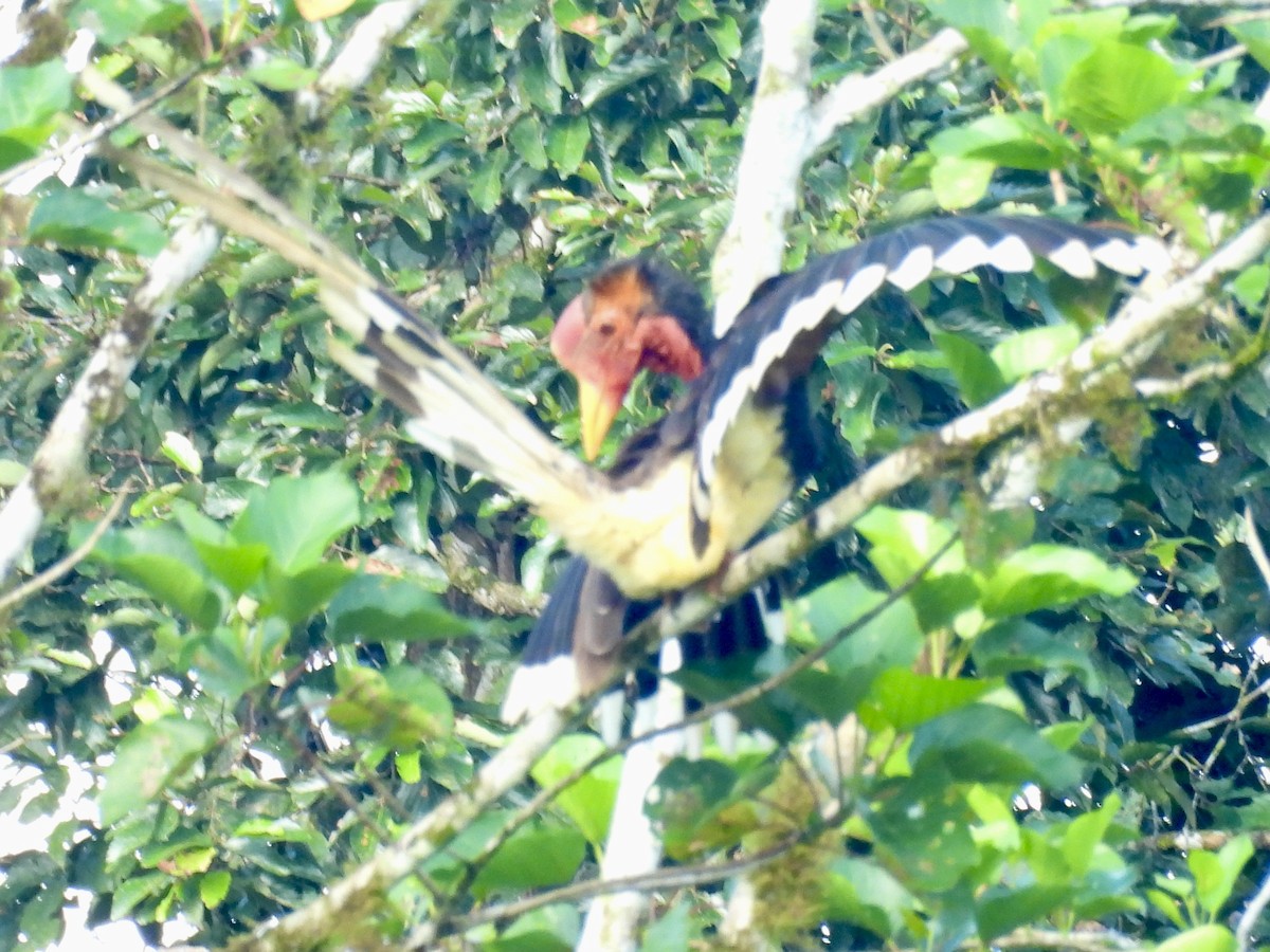 Helmeted Hornbill - ML644139865