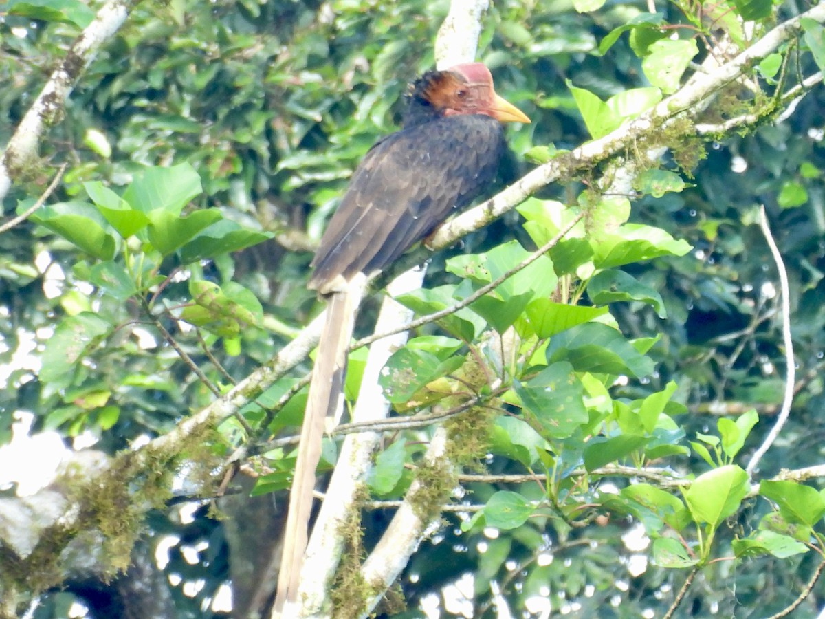 Helmeted Hornbill - ML644139866